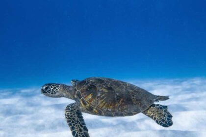 Chile 1 चिली ने ईस्टर द्वीप के समुद्री पारिस्थितिकी तंत्र की सुरक्षा के लिए अपनी योजना का खुलासा किया: आपको क्या जानना चाहिए?