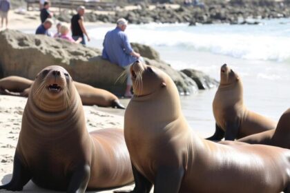 cd0141d1 1c76 4a9f a3e9 e00fda57 मोंटेरे के सैन कार्लोस बीच पर समुद्री शेरों की संख्या बढ़ने से लोकप्रिय पर्यटन स्थल बंद करना पड़ा