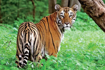 1727071089 photo उत्तराखंड में गांव के स्कूल के पास बाघ के हमले के बाद नौ स्कूल दो दिन के लिए बंद