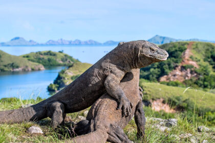 KomodoDragons1 पर्यटन वृद्धि ने कोमोडो ड्रैगन के आवास पर दबाव डाला है सरकार इस लुप्तप्राय चमत्कार की सुरक्षा के लिए रणनीतिक बंद करने पर विचार कर रही है!